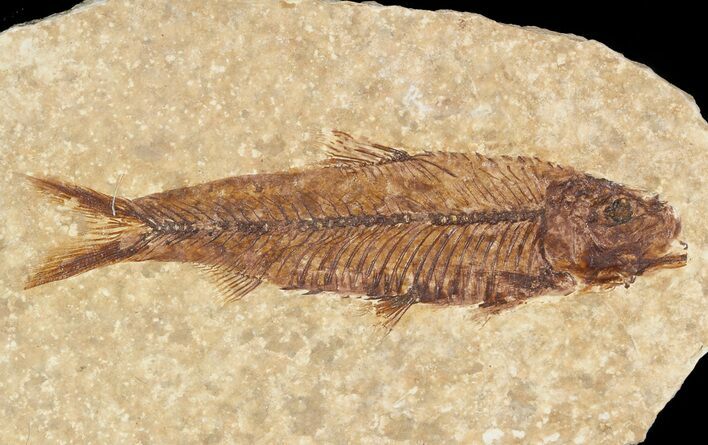 Small, Knightia Fossil Fish - Wyoming #47518